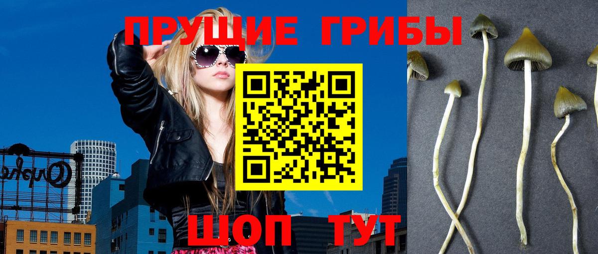Псилоцибиновые грибы прущие грибы Анапа